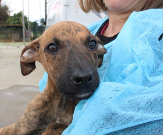 Bart (M) Chiot / Refuge de la FBM