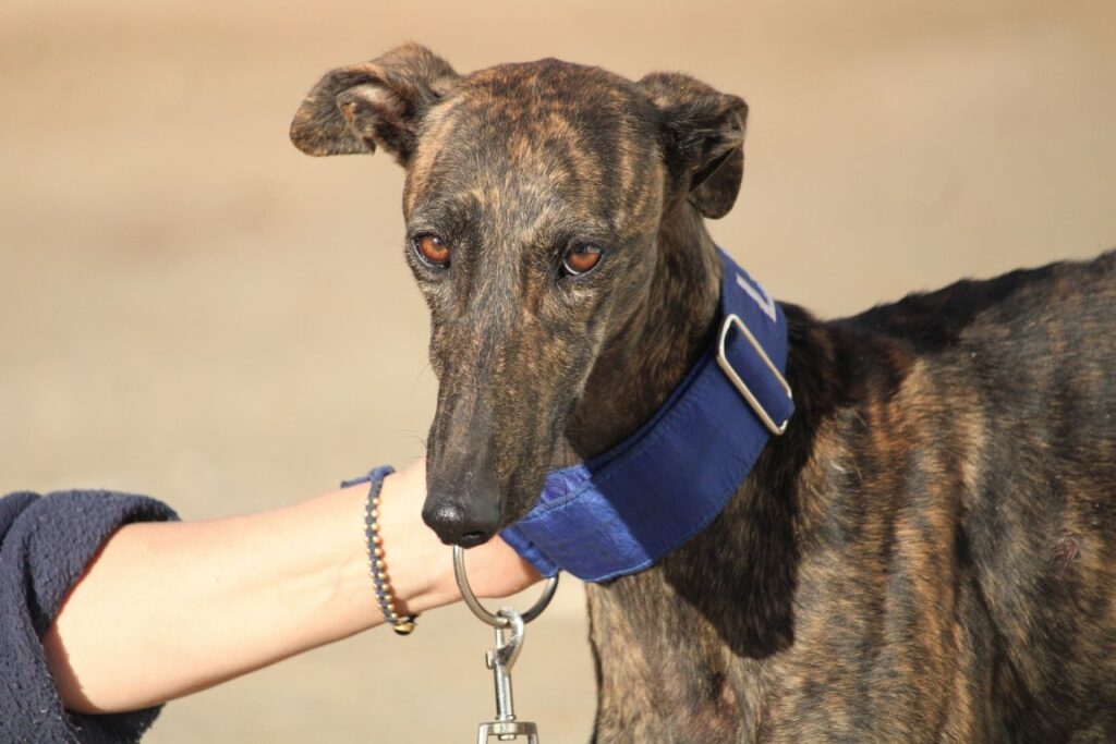 Bonita (F) Refuge de la FBM