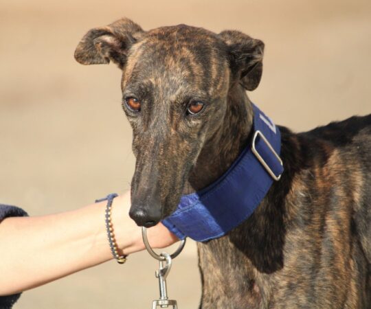 Bonita (F) Refuge de la FBM