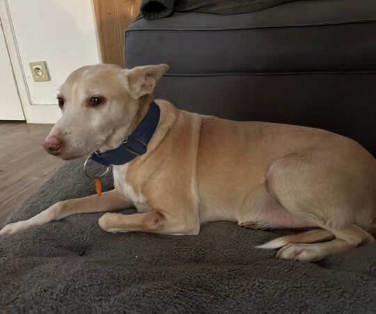 Chimo (M) Pod Senior / Déjà en France en accueil dans le 44