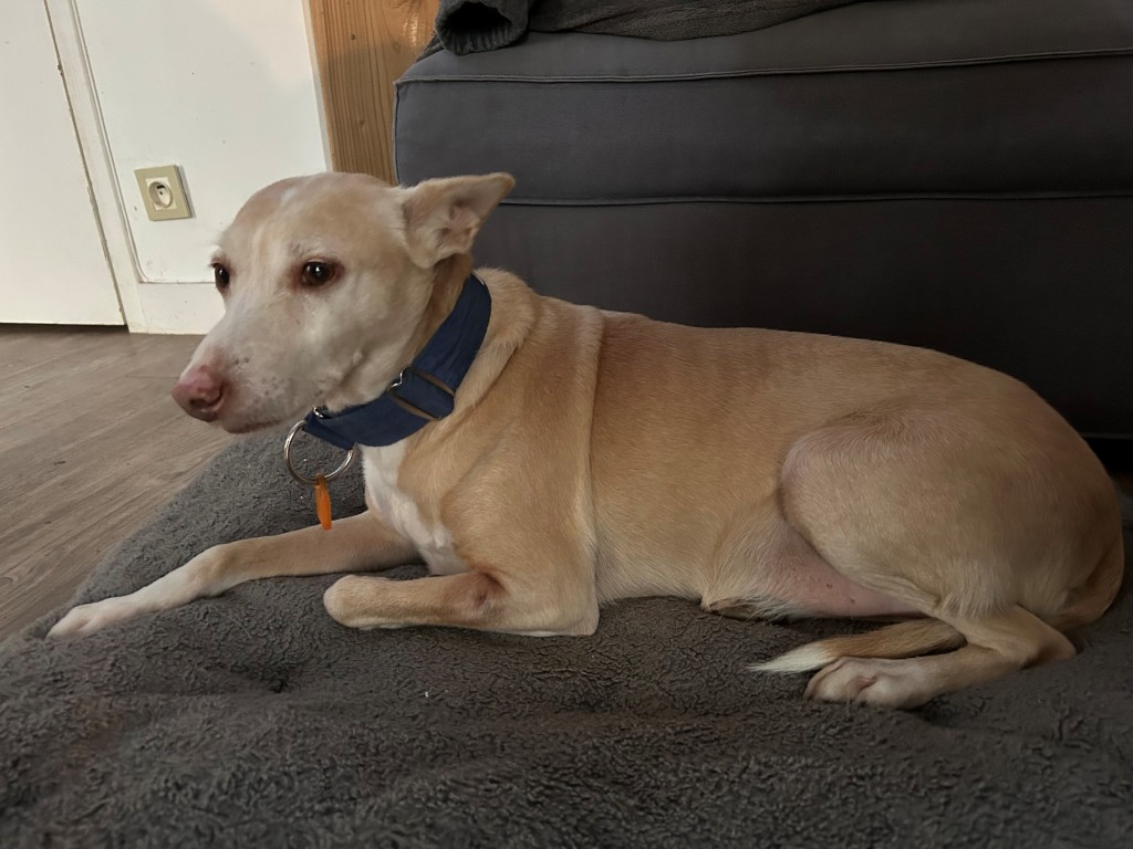 Chimo (M) Pod Senior / Déjà en France en accueil dans le 44