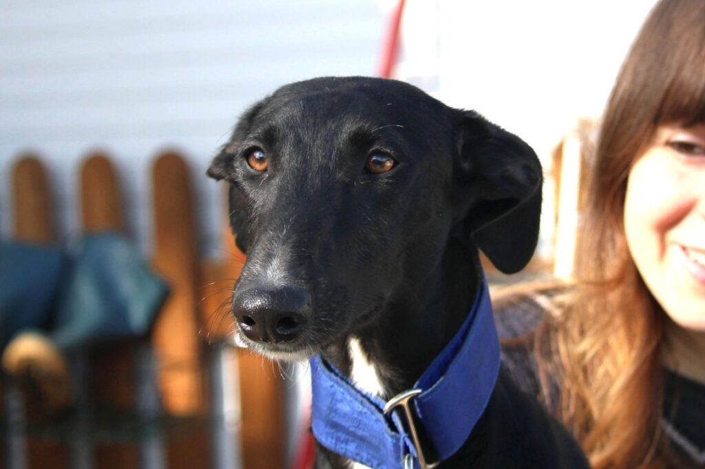 Clara (F) 7 mois / Refuge de la FBM.