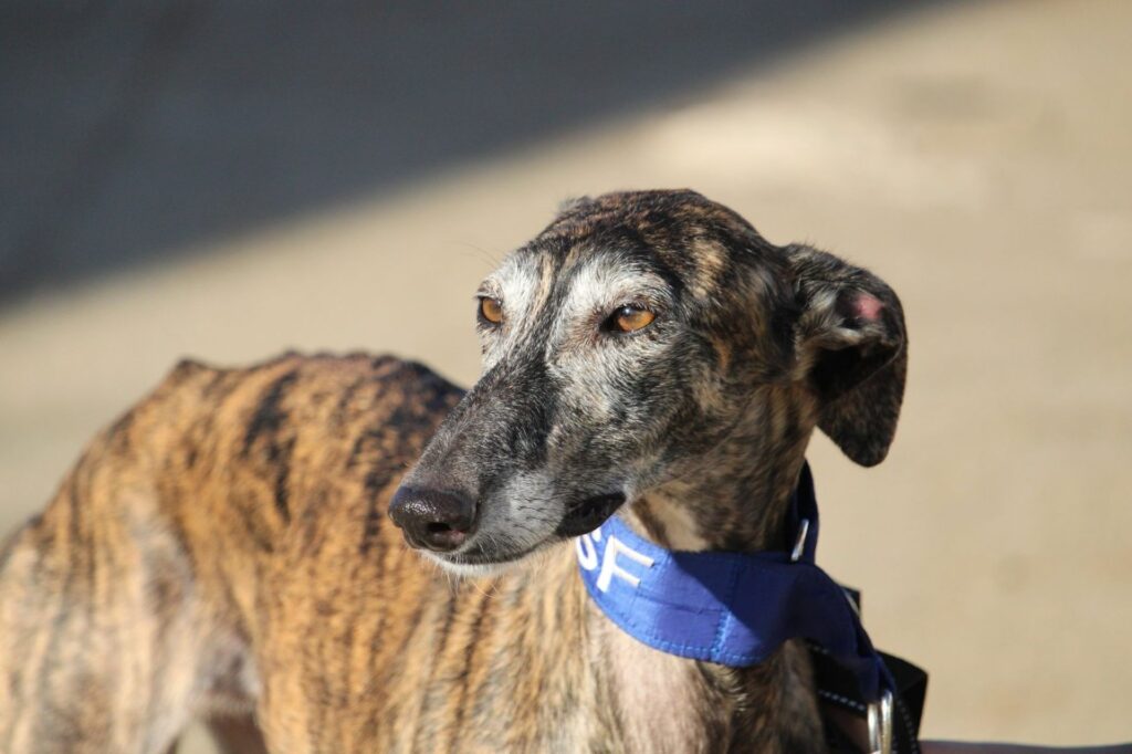 Electra (F) Refuge de la FBM