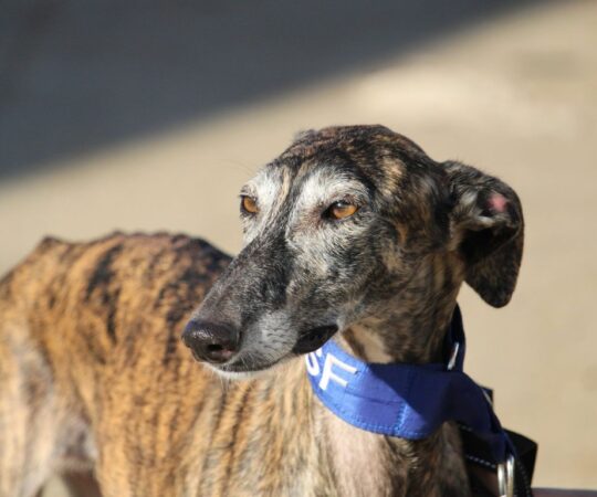 Electra (F) Refuge de la FBM