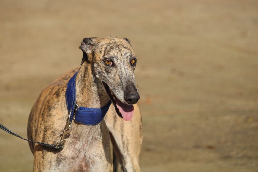 Elia (F) Refuge de la FBM