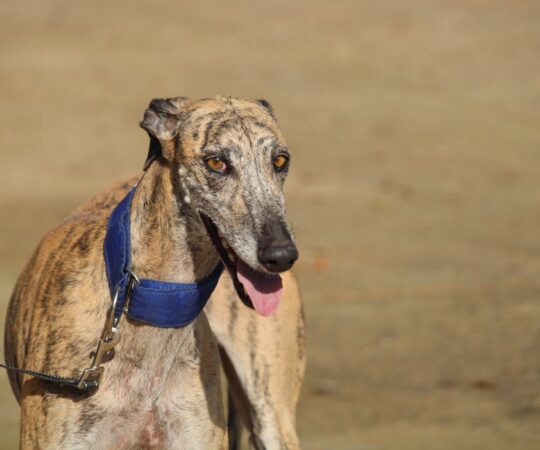 Elia (F) Refuge de la FBM