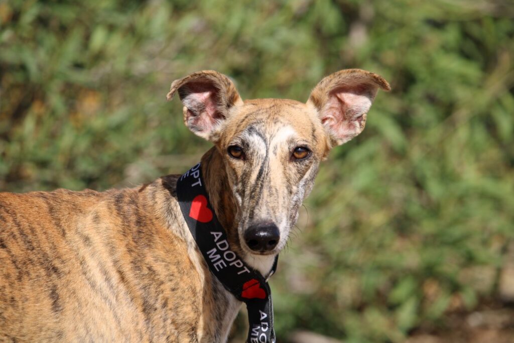 Esquiva (F) Refuge de Carmona