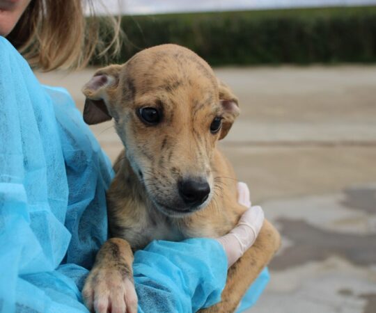 Fito (M) Chiot / Refuge de la FBM.