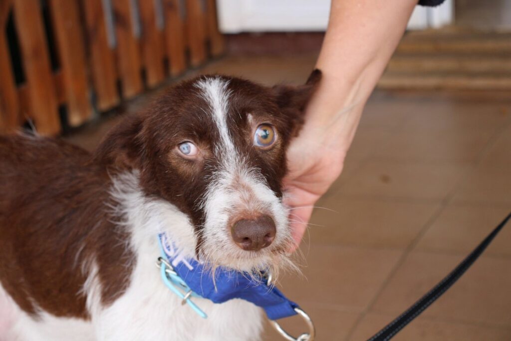 Fresita (F) Pod Hôpital FBM