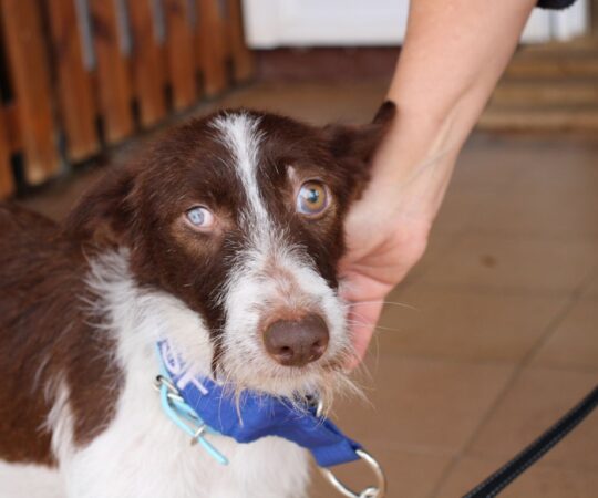 Fresita (F) Pod Hôpital FBM