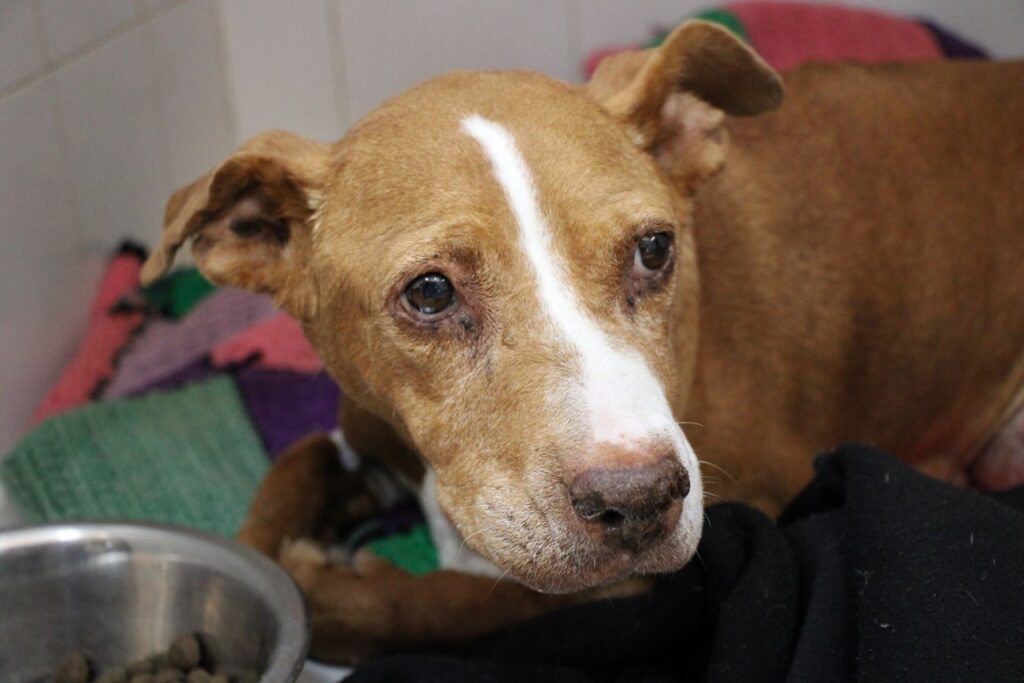 India (F) Senior Pod X / Refuge de la FBM