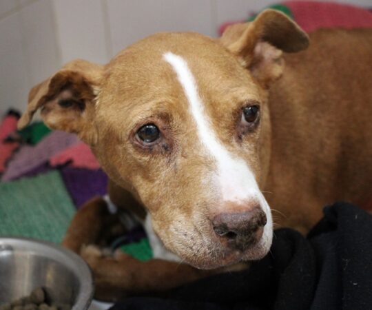 India (F) Senior Pod X / Refuge de la FBM