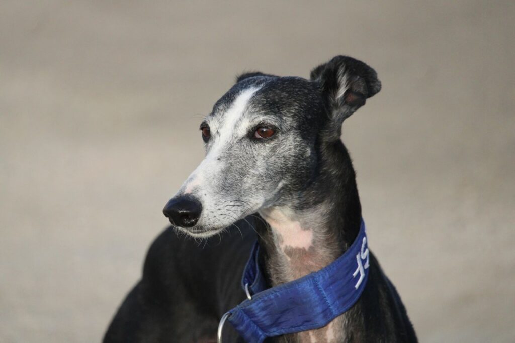 Kiara (F) Refuge de la FBM