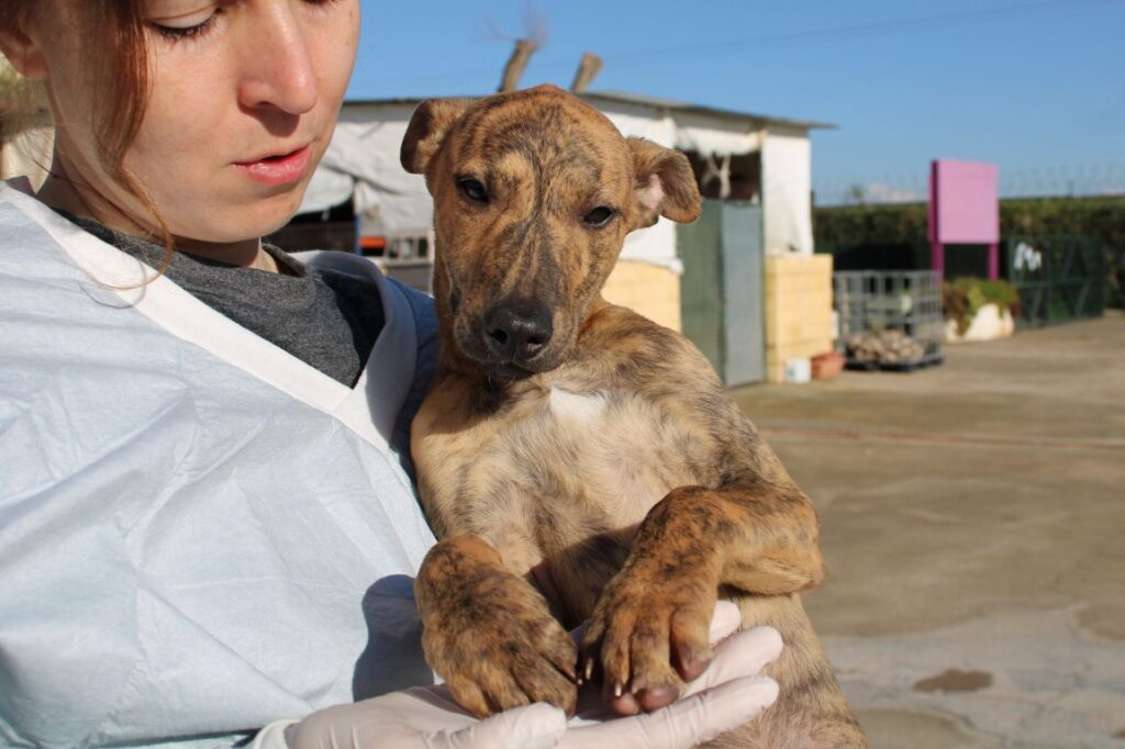 Klein (M) Chiot / Refuge de la FBM Adopté