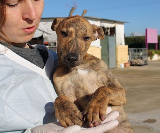 Klein (M) Chiot / Refuge de la FBM Adopté