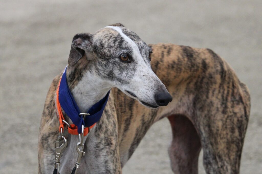 Lara (F) Hôpital Refuge de la FBM