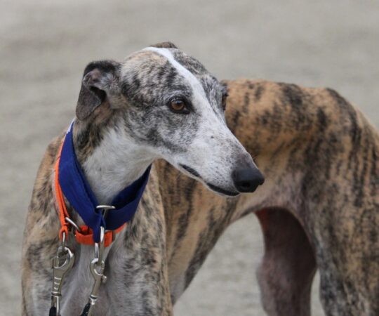 Lara (F) Hôpital Refuge de la FBM