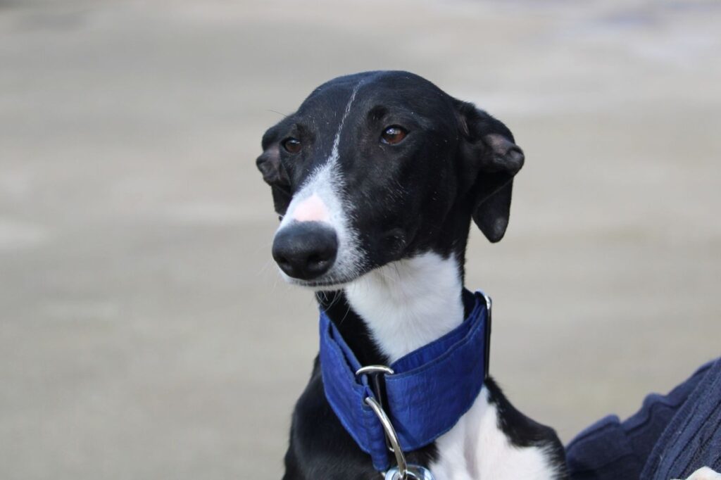 Laura (F) 7 Mois / Refuge de la FBM