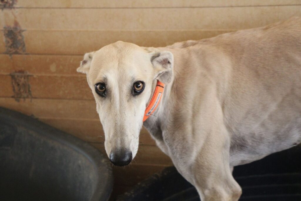 Lia (F) Refuge de la FBM