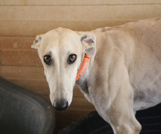 Lia (F) Refuge de la FBM