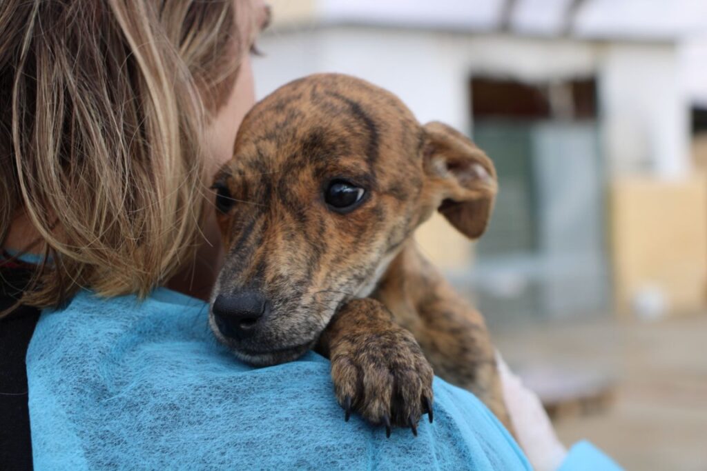 Lili (F) Chiot / Refuge de la FBM