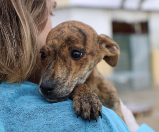 Lili (F) Chiot / Refuge de la FBM