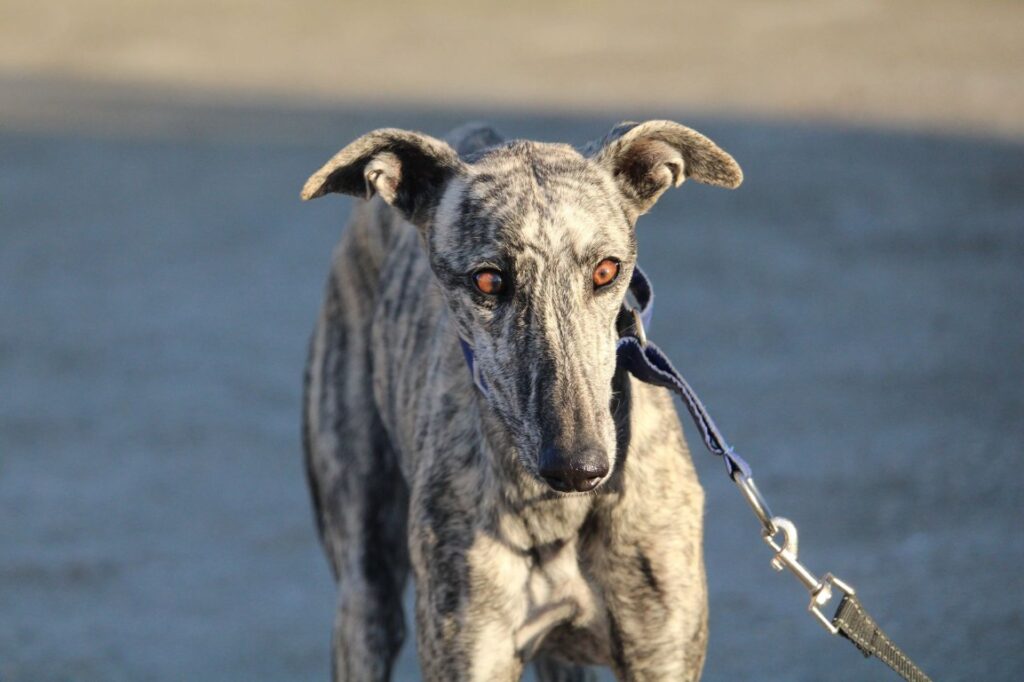 Lulu (F) Refuge de la FBM Adoptée