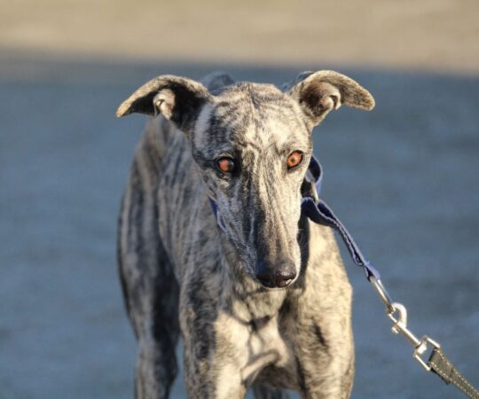 Lulu (F) Refuge de la FBM Adoptée