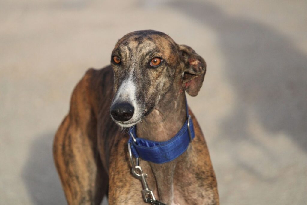 Mago (M) Refuge de la FBM