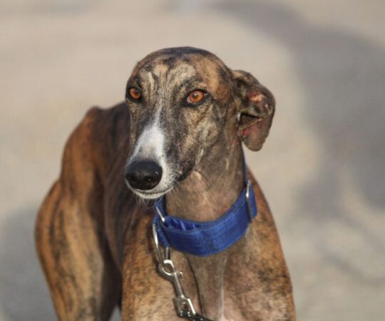 Mago (M) Refuge de la FBM