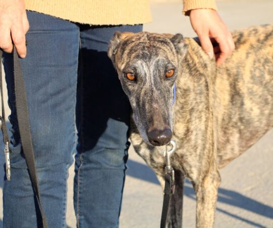 Malko (M) / Depuis novembre 2024 au refuge de la FBM