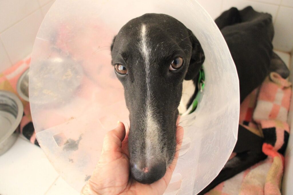 Marcus (M) Hôpital du refuge de la FBM