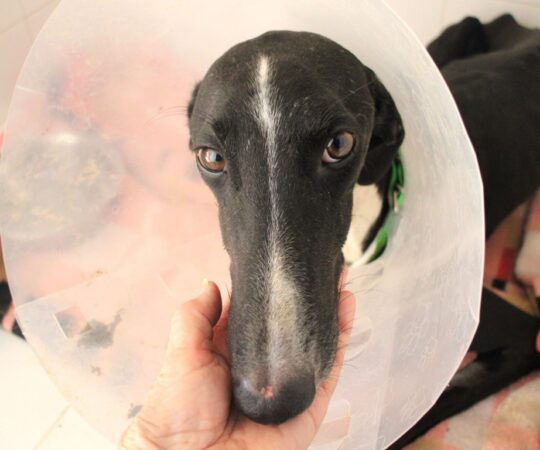 Marcus (M) Hôpital du refuge de la FBM