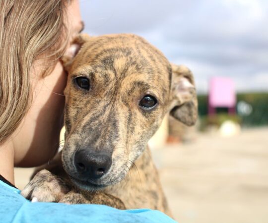 Nala (F) / Refuge de la FBM.