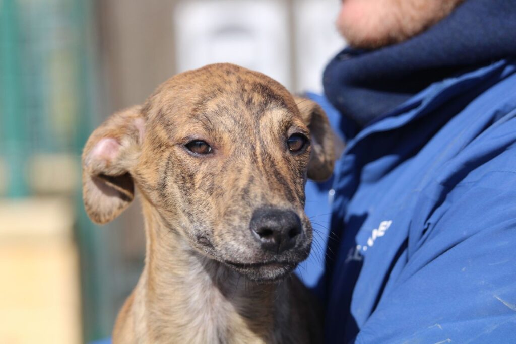 Nelson(M) Chiot / Refuge de la FBM