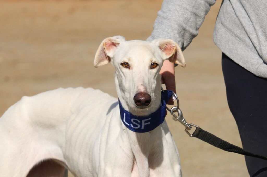 Neus (F) Refuge de la FBM Adopté