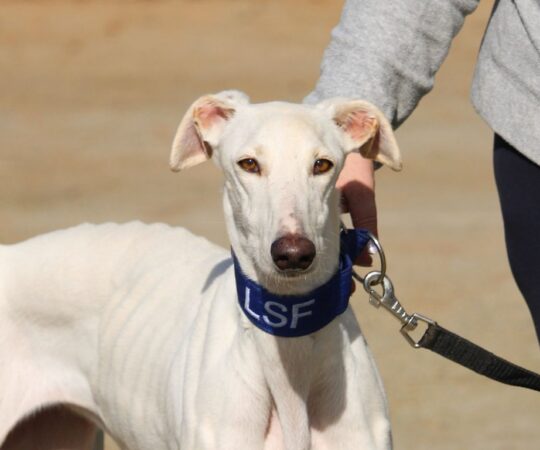 Neus (F) Refuge de la FBM