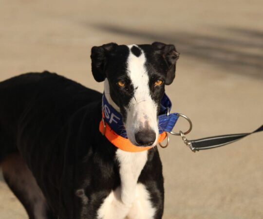 Nicoletta (F) Refuge de la FBM