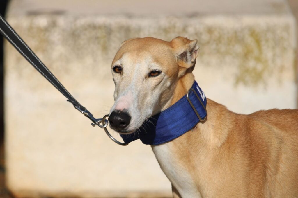 Ona (F) Refuge de la FBM