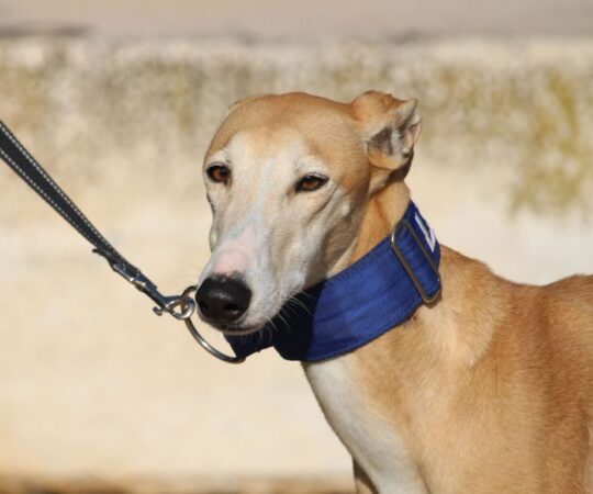 Ona (F) Refuge de la FBM