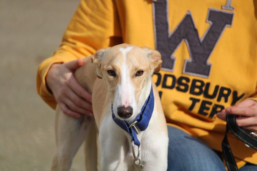 Palomita (F) Junior / Refuge de la FBM Adoptée