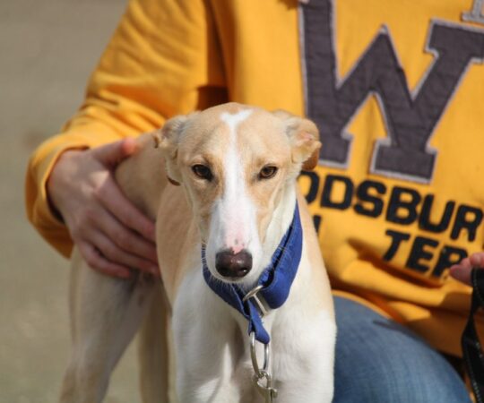 Palomita (F) Junior / Refuge de la FBM Adoptée