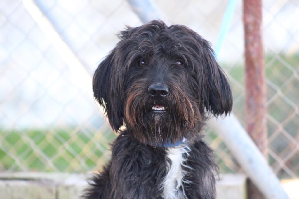 Pistacho (M) X Griffon / Refuge d&rsquo;Ecija