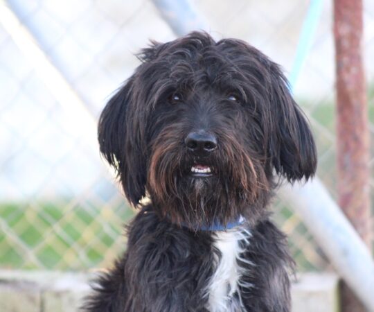 Pistacho (M) X Griffon / Refuge d&rsquo;Ecija