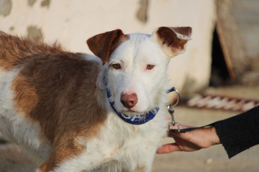 Rafaela (F) Pod / Refuge de la FBM