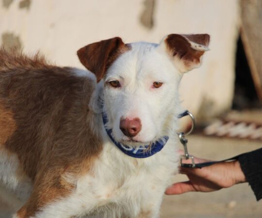 Rafaela (F) Pod / Refuge de la FBM