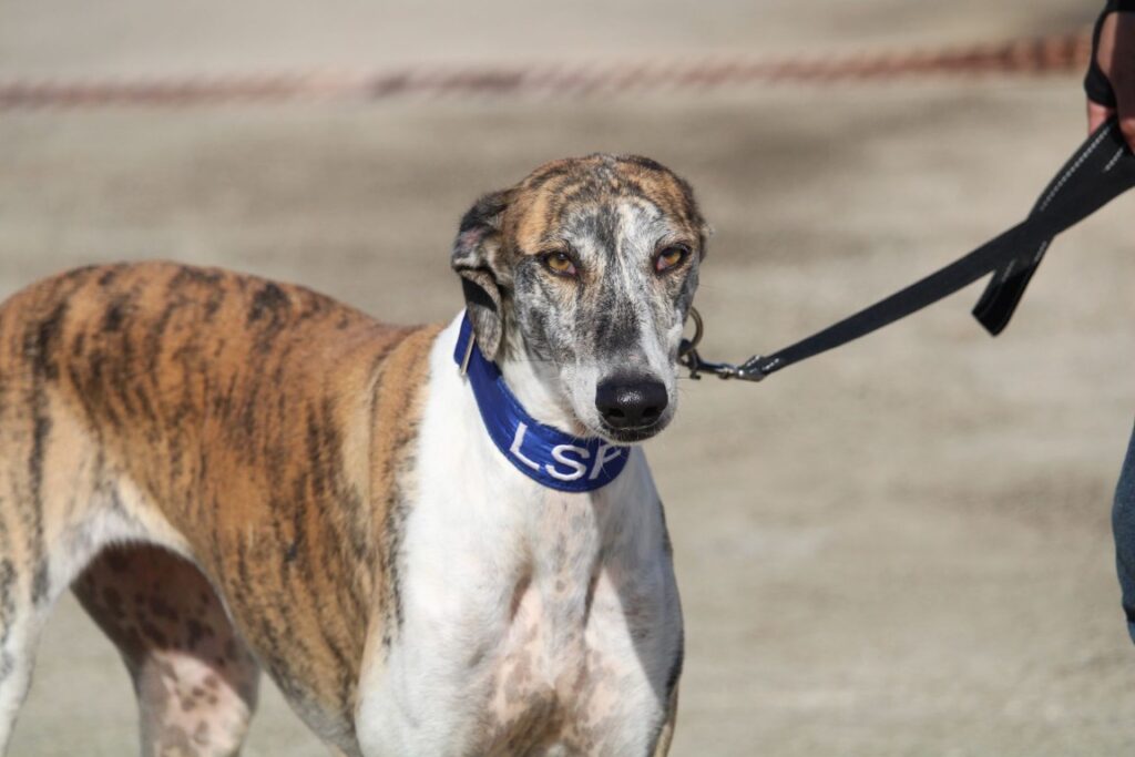 Salomé (F) Refuge de la FBM