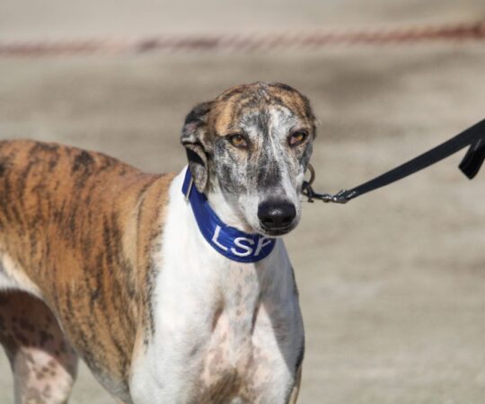 Salomé (F) Refuge de la FBM