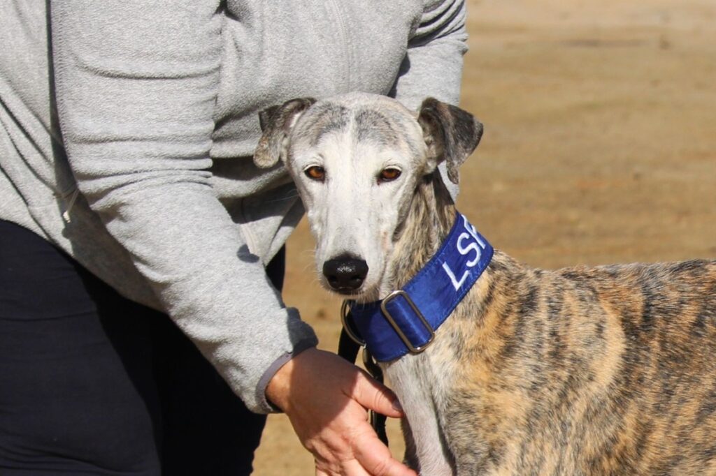 Sizuka (F) Jeunior / Refuge de la FBM Adoptée