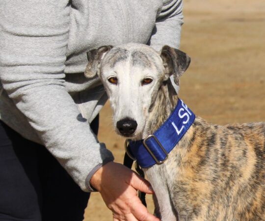 Sizuka (F) Jeunior / Refuge de la FBM